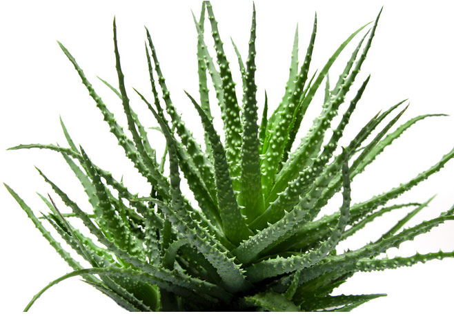 cicatrisant naturel aloes