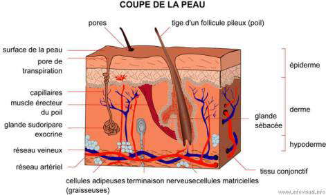 soin visage homme couches cutanées